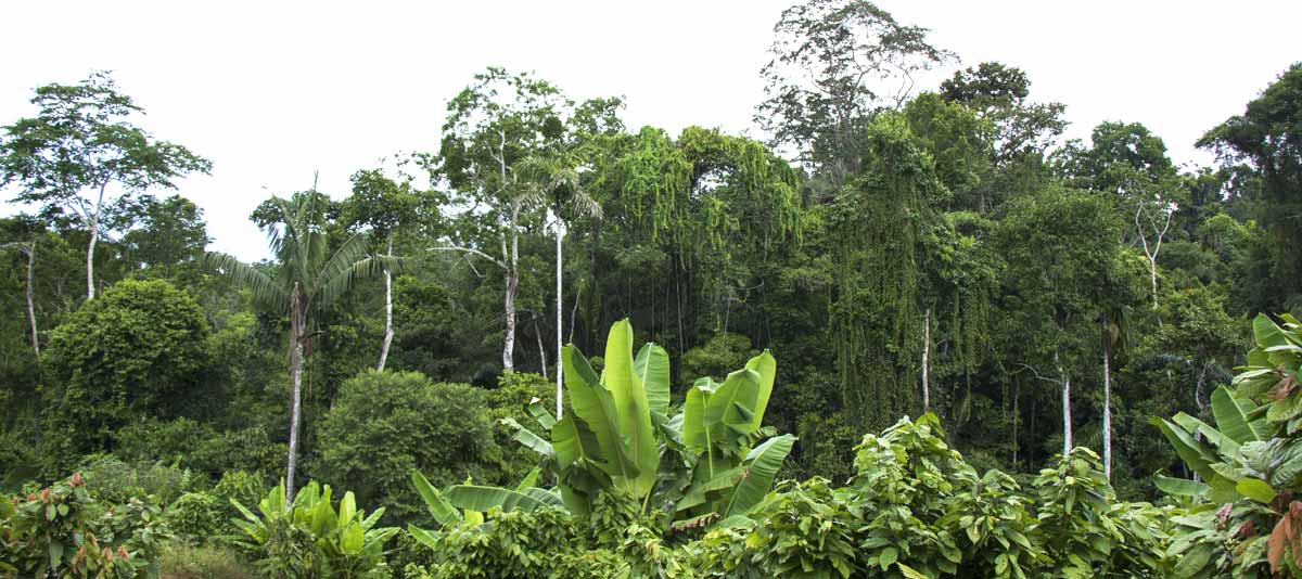 Foret au Pérou