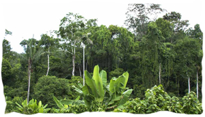 Kaoka, chocolat bio équitable sérieusement engagé contre la déforestation