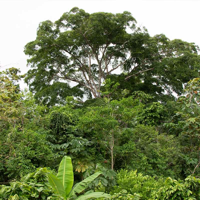 Article Kaoka Sérieusement engagé contre la déforestation