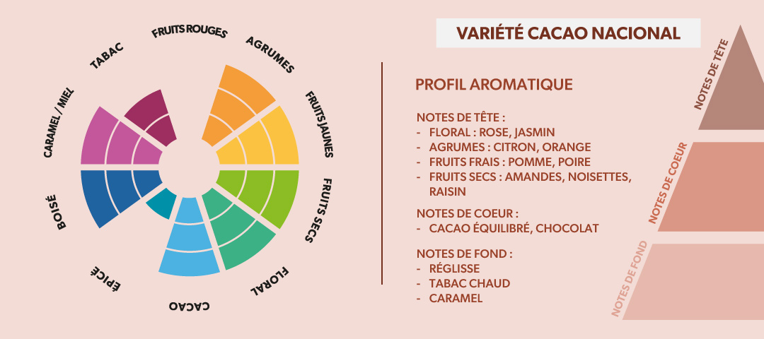 Profil Aromatique du Cacao Nacional