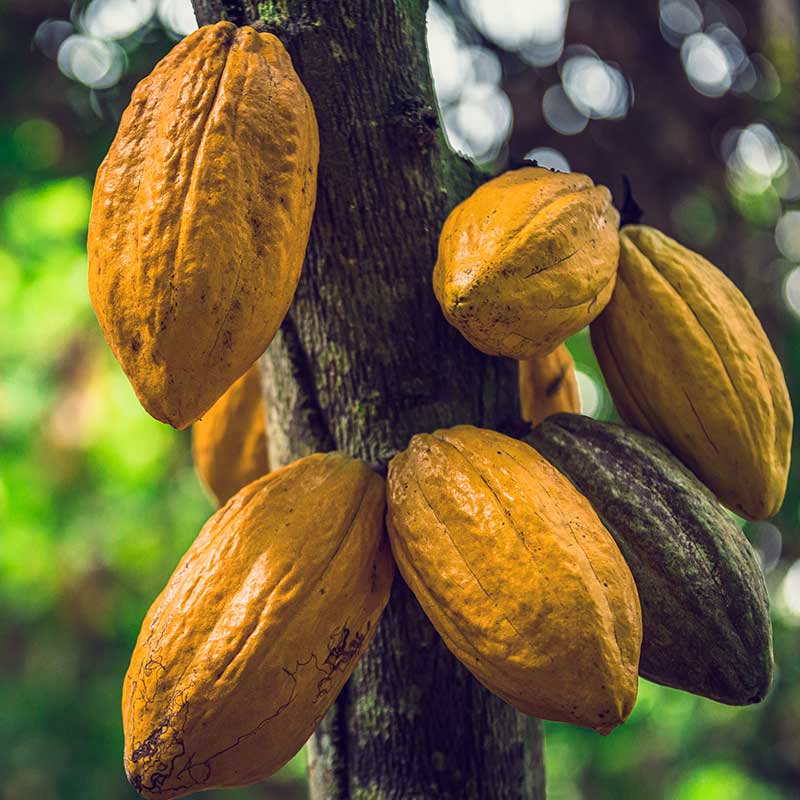 Article Cacao Nacional, une variété d'Équateur préservée par Kaoka et les producteurs