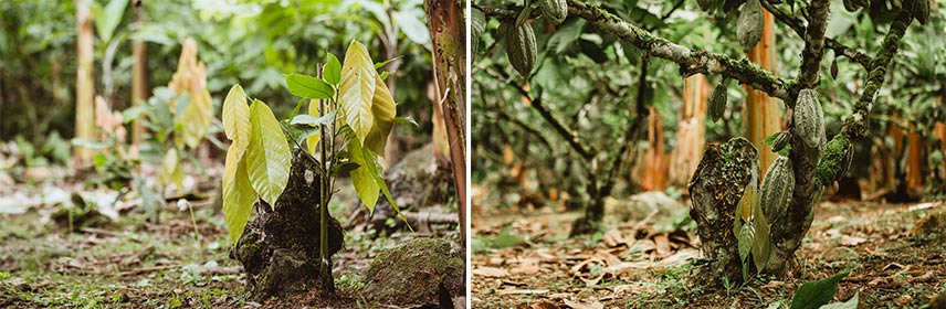 Différentes étapes de cacaoyers greffés