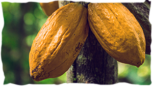 Cabosses de cacao nacional en équateur