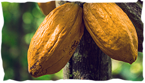 FÈVE DE CACAO  Le guide complet - Bienfaits, Posologie et Propriétés