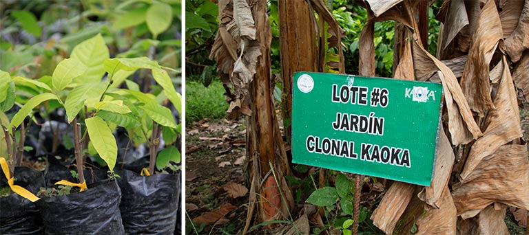 Plantation expérimentale Kaoka