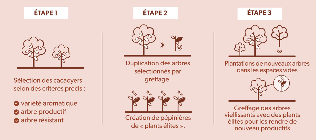 Comment Kaoka et les producteurs rénovent une plantation de cacao