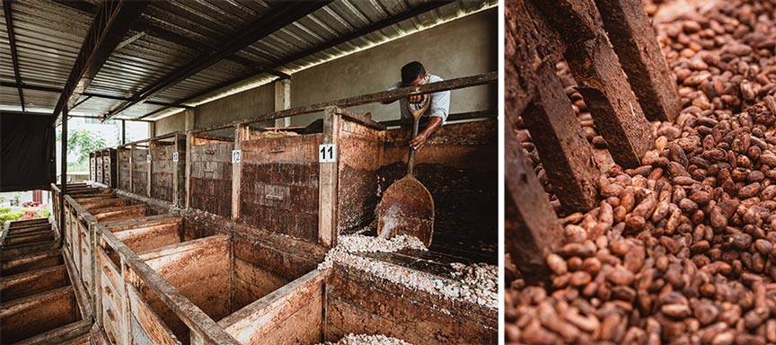 Caisses de fermentation pour transformer le cacao nacional en Équateur