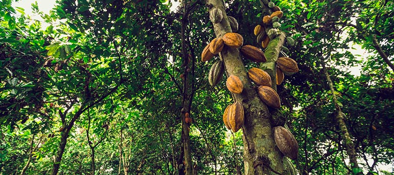 Un cacaoyer et des cabosses de cacao nacional en Équateur