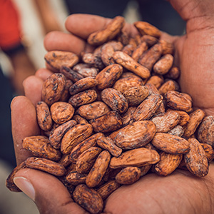 KAOKA ENGAGÉ POUR UN CACAO ZÉRO DÉFORESTATION