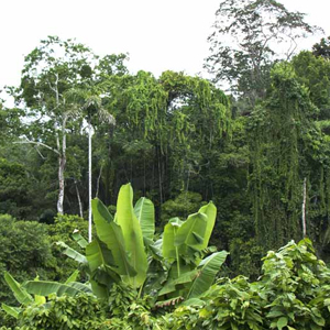 Kaoka sérieusement contre la déforestation