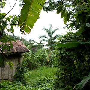 Forêt au Pérou