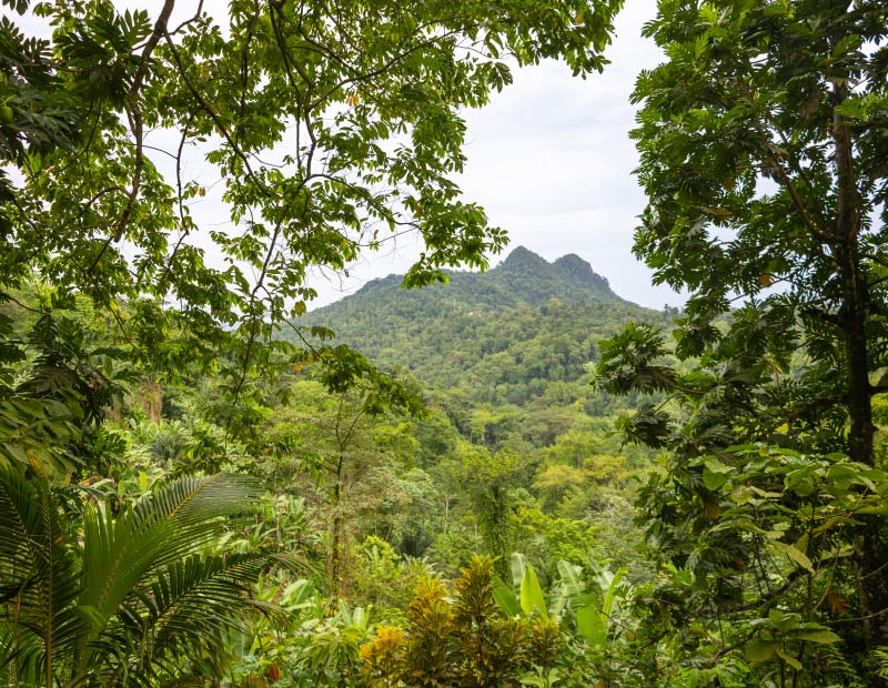 Le cacao des chocolats Kaoka protège les forêts tropicales