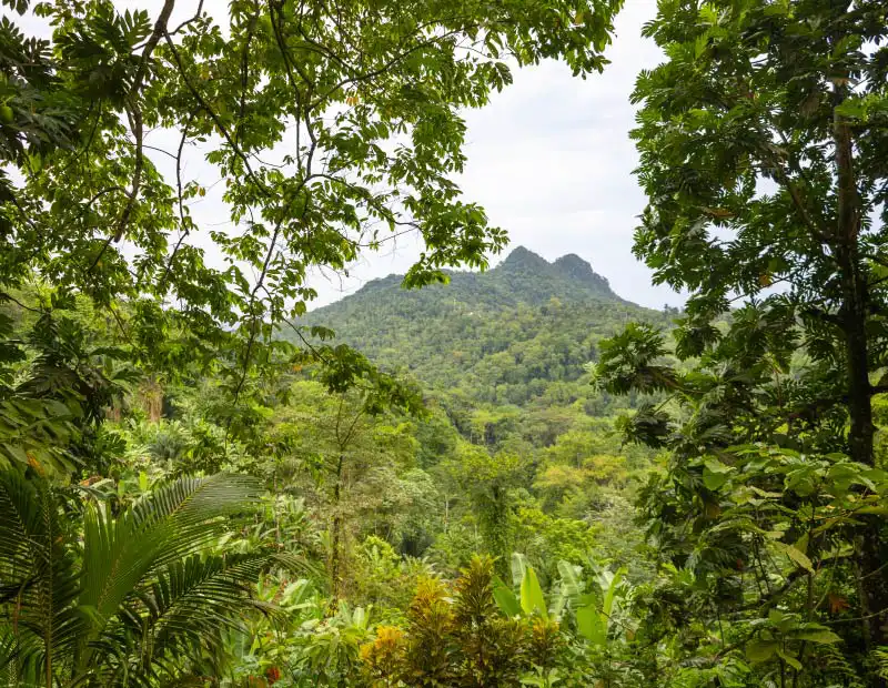 Le cacao des chocolats Kaoka protège les forêts tropicales