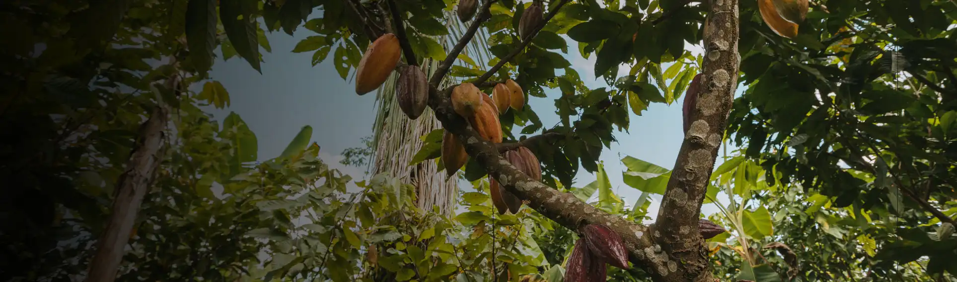 Cacaoyer rempli de cabosses dans une filière bio équitable de Kaoka