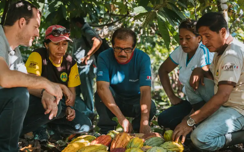 Producteurs de cacao dans une plantation au Pérou