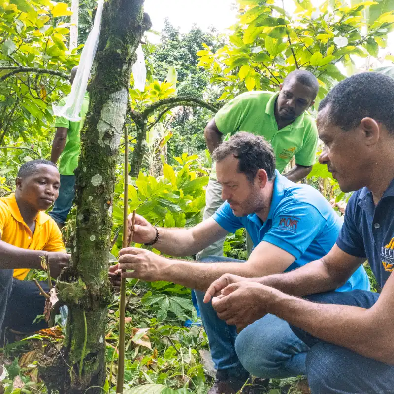 Greffe d'un cacaoyer à Sao Tomé