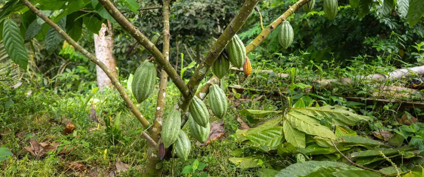 Cabosses de cacao sur un cacaoyer