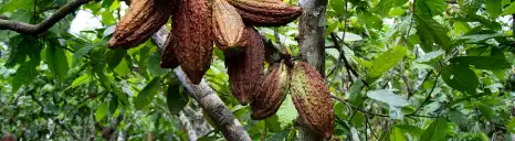 Cacao bio du Pérou, filière Kaoka