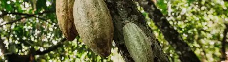 Cacao bio de république dominicaine, filière Kaoka