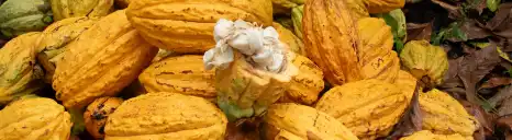 Cabosses de cacao de l'origine équitable Kaoka en Équateur