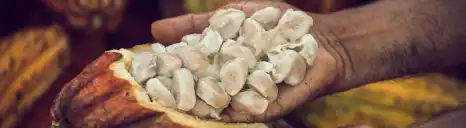 Cabosse de cacao de la filière équitable Pérou de Kaoka