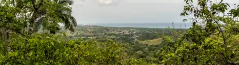 Vue d'une plantation de la filière équitable en République Dominicaine