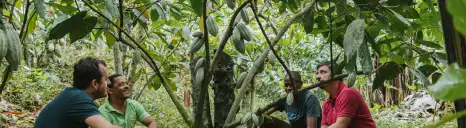 Cacaoyer de la filière équitable de Kaoka à Sao Tomé