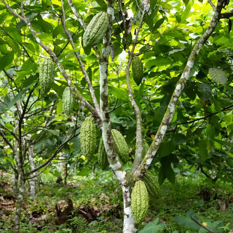Un cacaoyer et des cabosses vertes