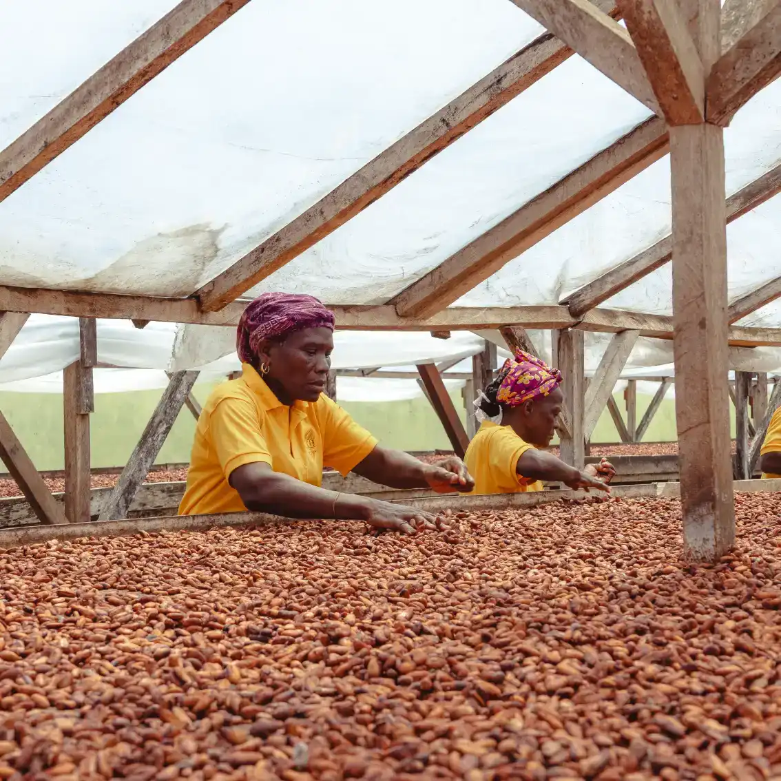 Des productrices remuent le cacao dans des séchoirs solaires à Sao Tomé