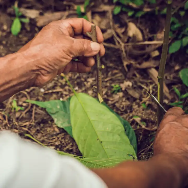 Sélection et rénovation des plantations en équateur