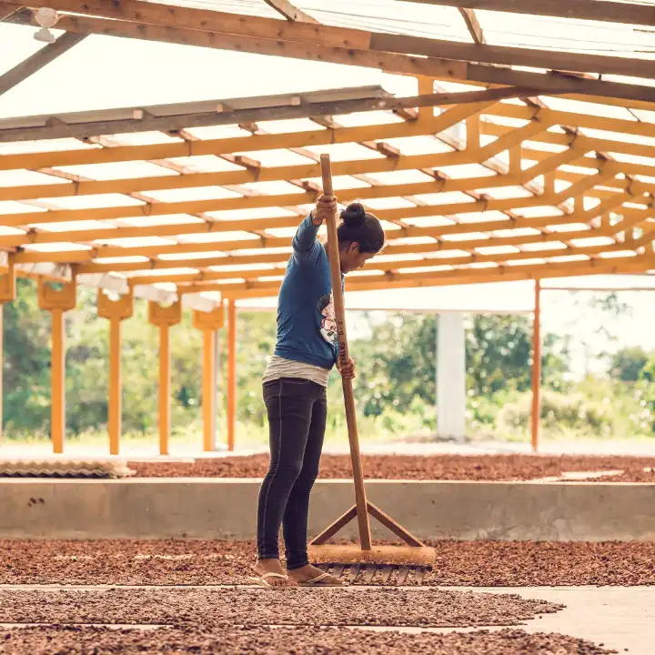 Cacao Trinitario en cours de séchage au Pérou