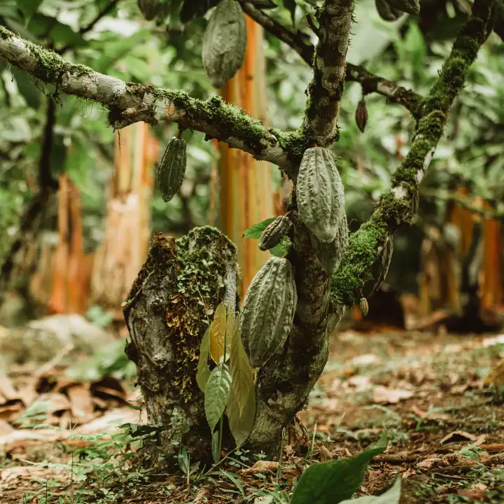 Une culture du cacao agroforesterie