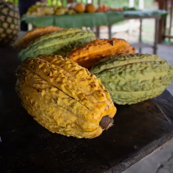 Différentes cabosses de cacao en Équateur