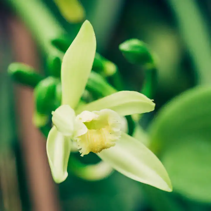 Une fleur sur un cacaoyer cultivé en agriculture biologique