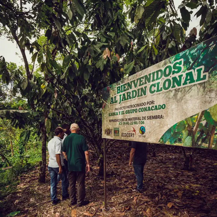 Un jardin clonal de cacao en république dominicaine