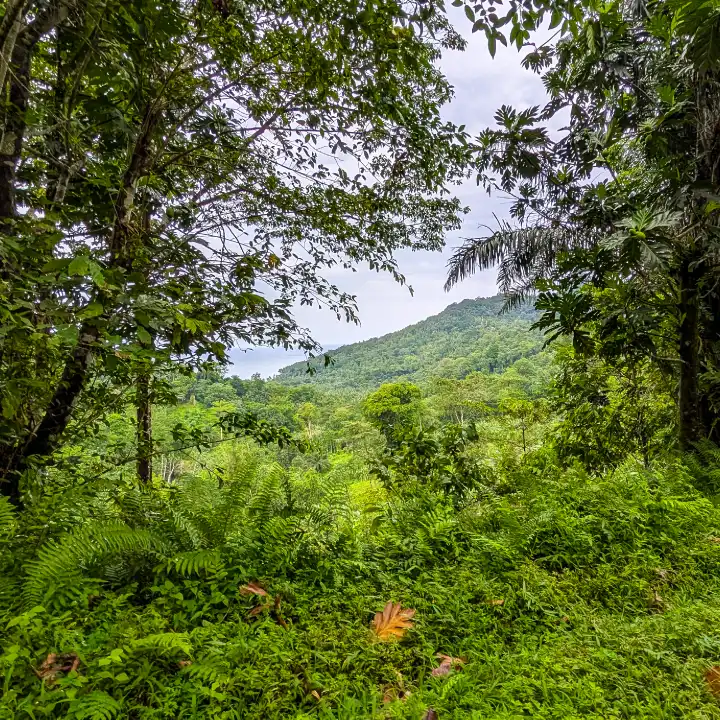 Kaoka protège les forêts