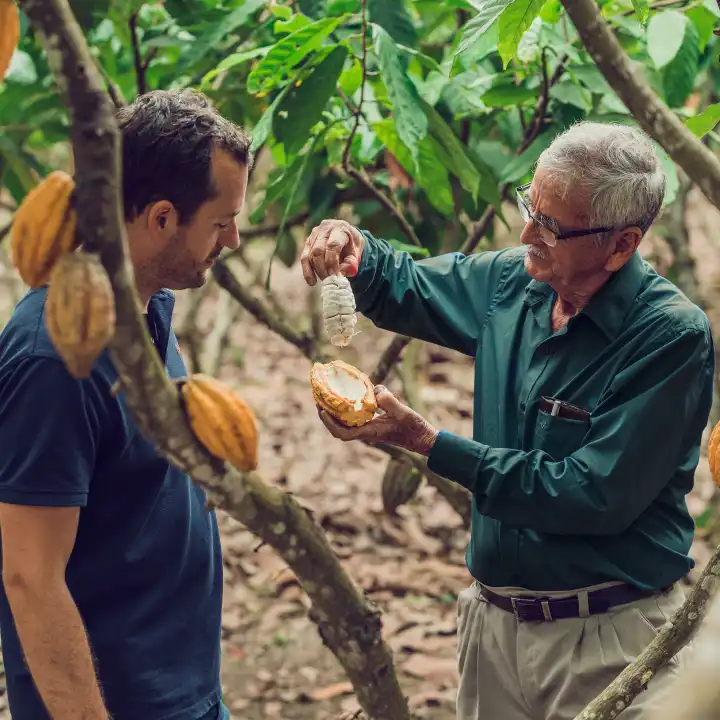 Kaoka travaille en direct avec les producteurs de cacao