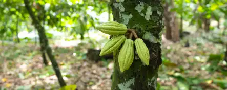 Des cabosses de cacao sur un cacaoyer à Sao Tomé