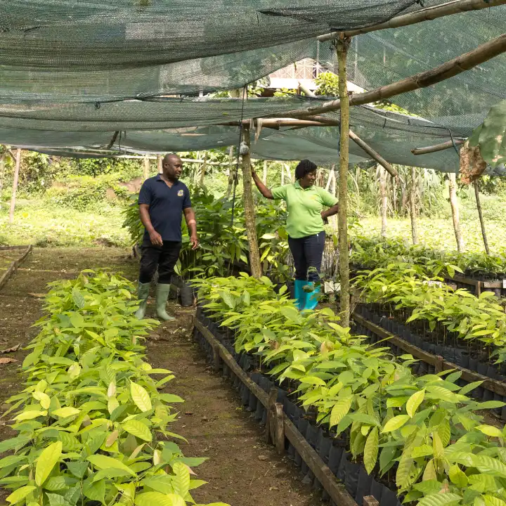 Une pépinière de plants de cacao à sao tomé