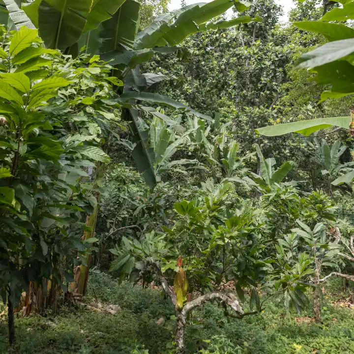Une plantation de cacao menée en agroforesterie à Sao Tomé