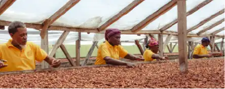 Des techniciens et techniciennes trient le cacao dans un séchoir solaire à Sao Tomé