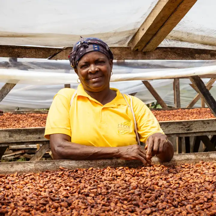 Une productrice San Toméenne dans un séchoir solaire de cacao