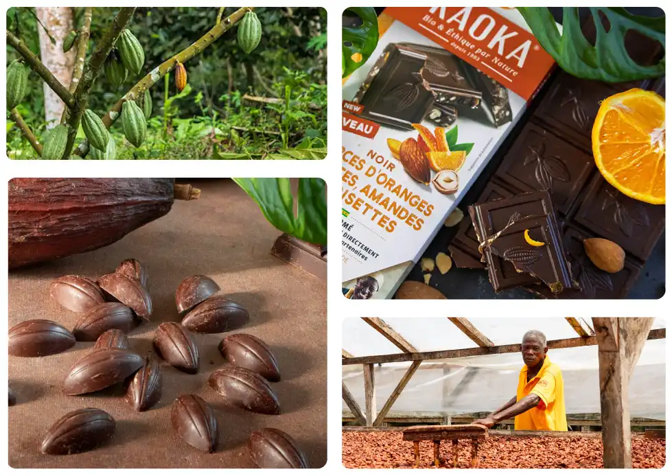 Actualité filières cacao Kaoka, el Nino