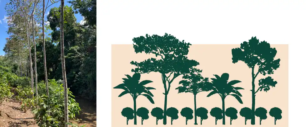 Schéma système agroforestier filière Kaoka